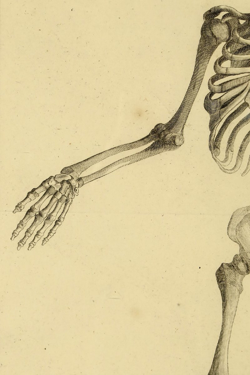 Ancienne gravure sur cuivre, anatomie d'un foetus vers 1750 / Cabinet Curiosités-photo-2