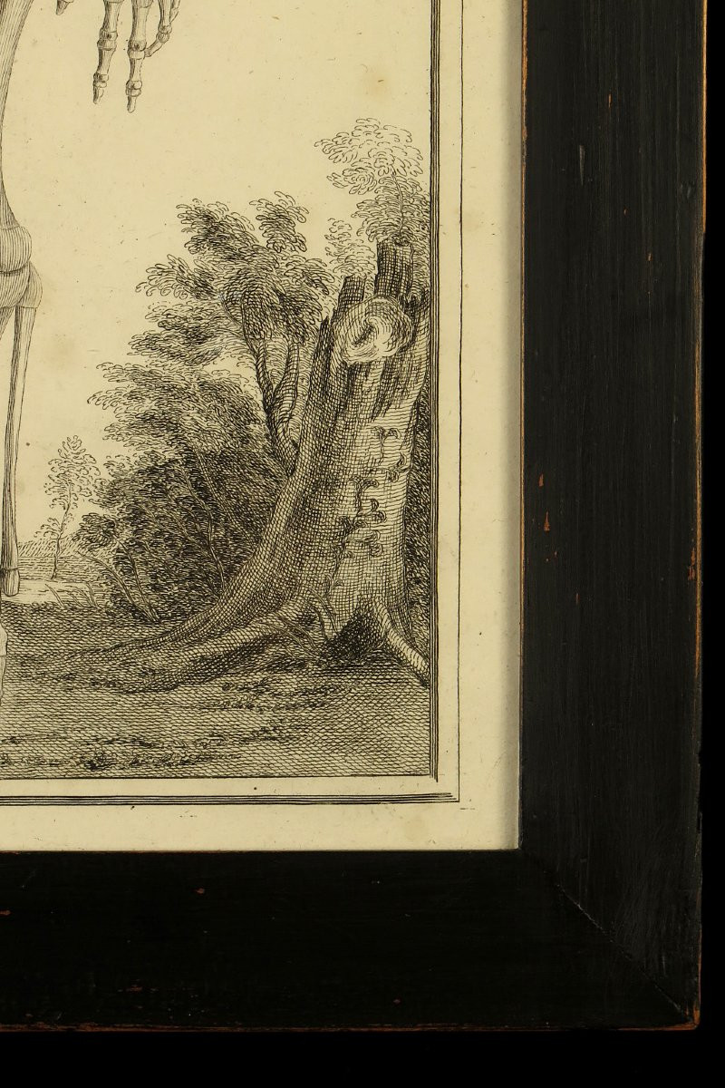 Ancienne gravure sur cuivre, anatomie d'un foetus vers 1750 / Cabinet Curiosités-photo-4