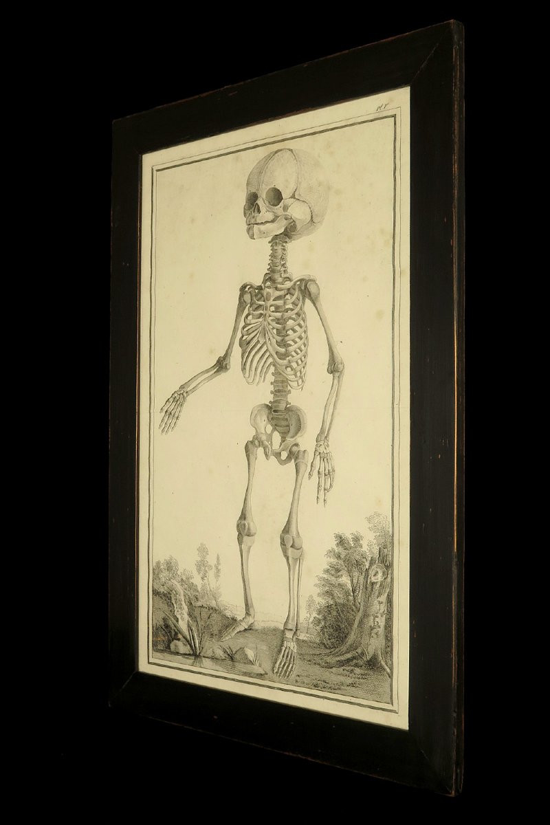 Ancienne gravure sur cuivre, anatomie d'un foetus vers 1750 / Cabinet Curiosités-photo-5