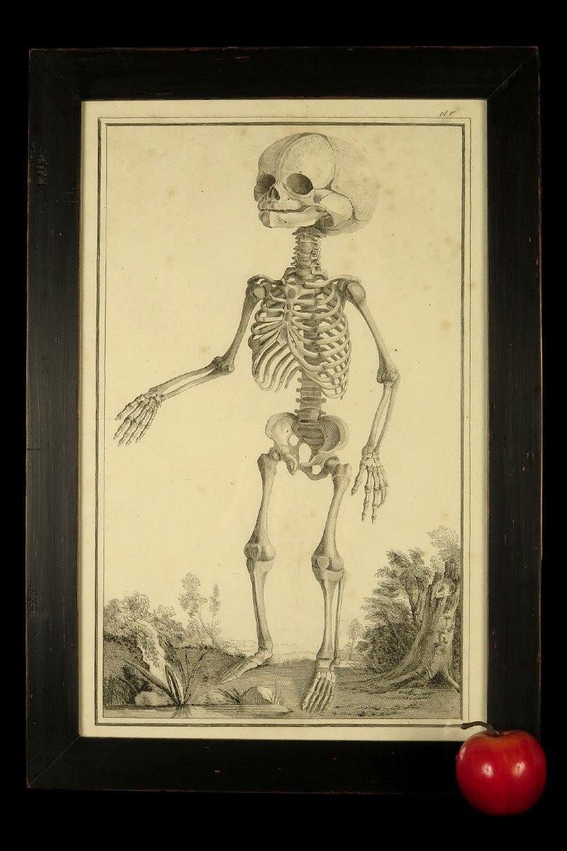 Ancienne gravure sur cuivre, anatomie d'un foetus vers 1750 / Cabinet Curiosités-photo-8