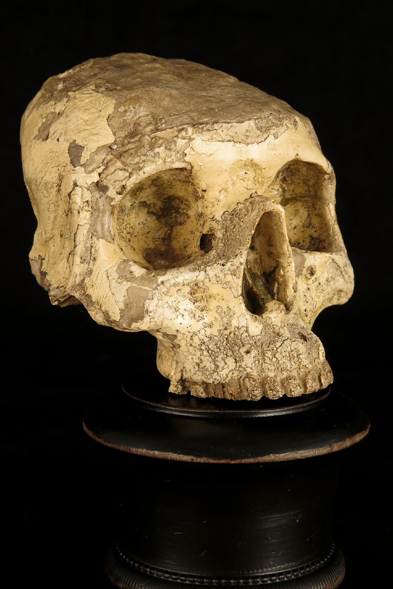 Antique Vanity Fragment, Sculpture Of A Skull, Circa 1800 / Memento Mori Cabinet Of Curiosities-photo-2