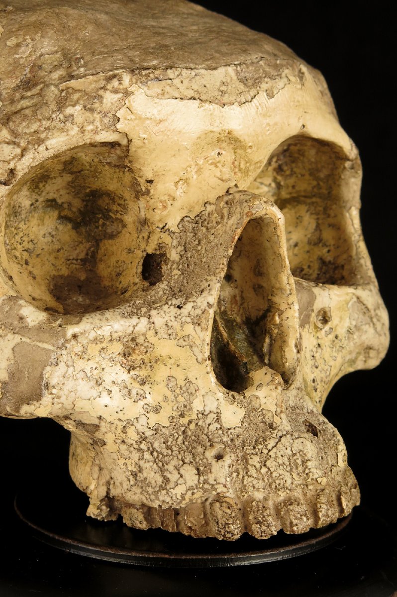 Antique Vanity Fragment, Sculpture Of A Skull, Circa 1800 / Memento Mori Cabinet Of Curiosities-photo-3