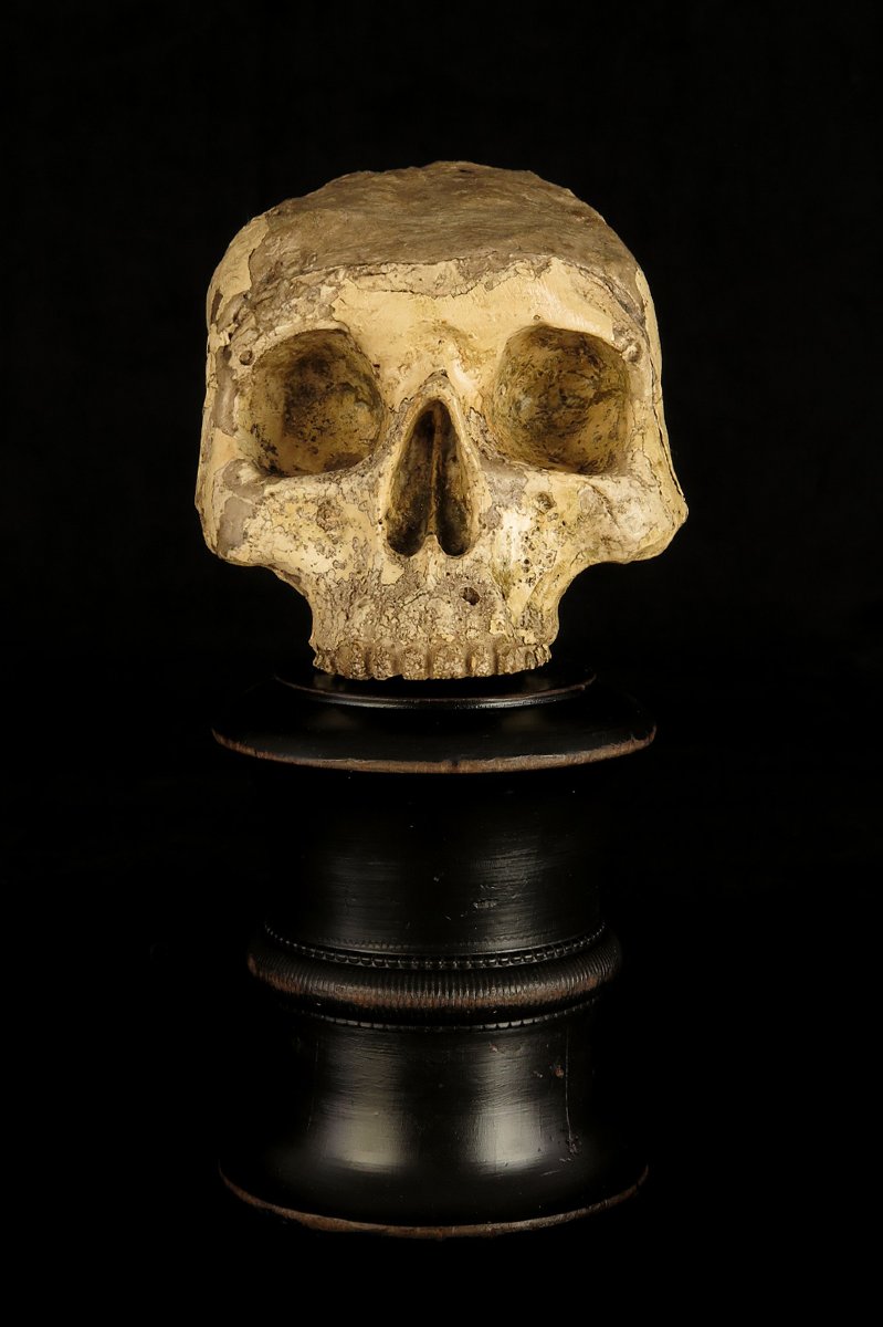 Antique Vanity Fragment, Sculpture Of A Skull, Circa 1800 / Memento Mori Cabinet Of Curiosities-photo-4