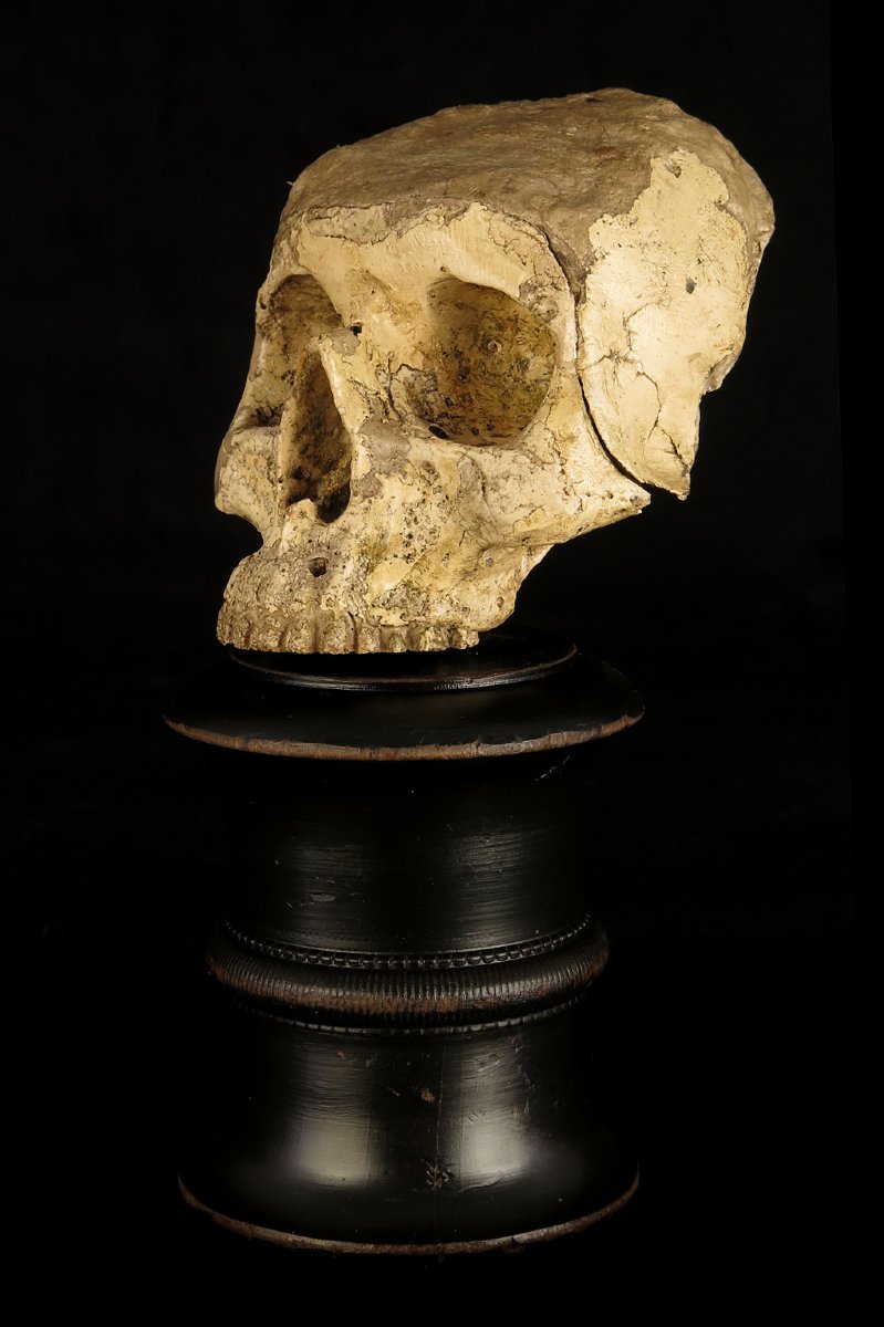 Antique Vanity Fragment, Sculpture Of A Skull, Circa 1800 / Memento Mori Cabinet Of Curiosities-photo-1