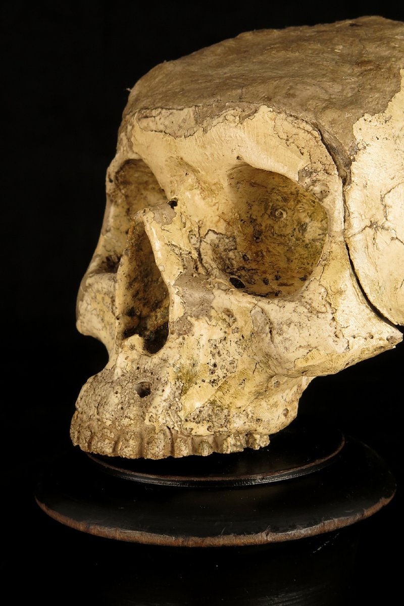 Antique Vanity Fragment, Sculpture Of A Skull, Circa 1800 / Memento Mori Cabinet Of Curiosities-photo-2