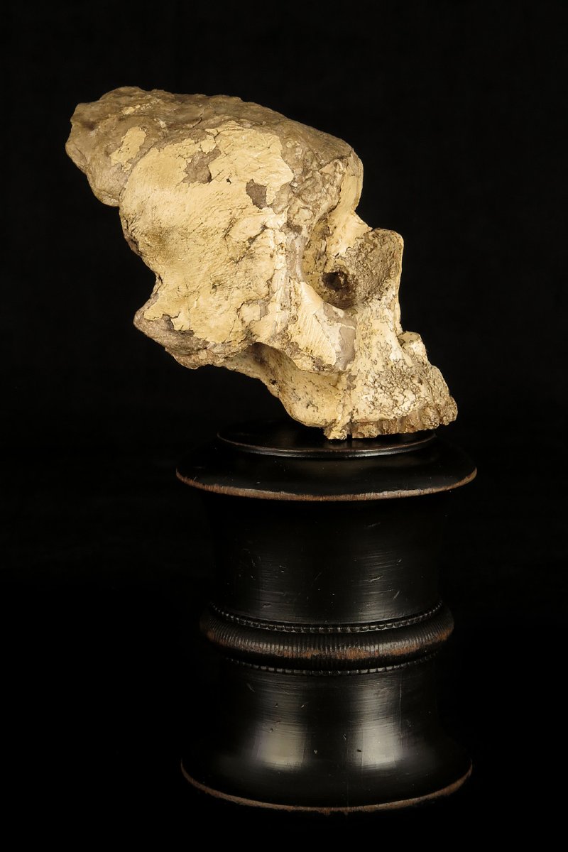 Antique Vanity Fragment, Sculpture Of A Skull, Circa 1800 / Memento Mori Cabinet Of Curiosities-photo-3