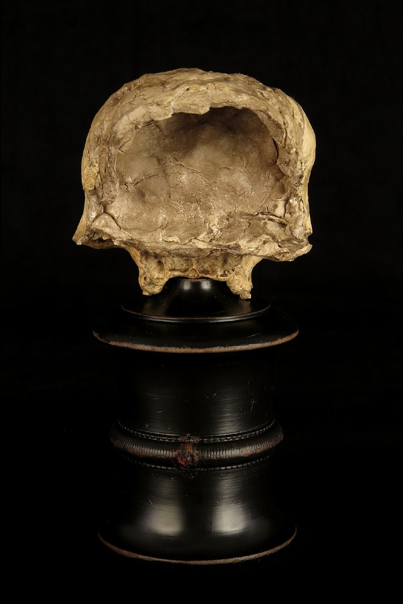 Antique Vanity Fragment, Sculpture Of A Skull, Circa 1800 / Memento Mori Cabinet Of Curiosities-photo-4