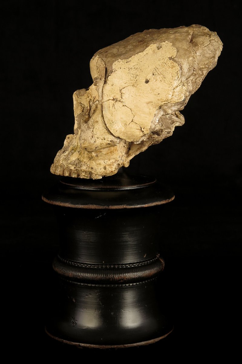 Antique Vanity Fragment, Sculpture Of A Skull, Circa 1800 / Memento Mori Cabinet Of Curiosities-photo-5