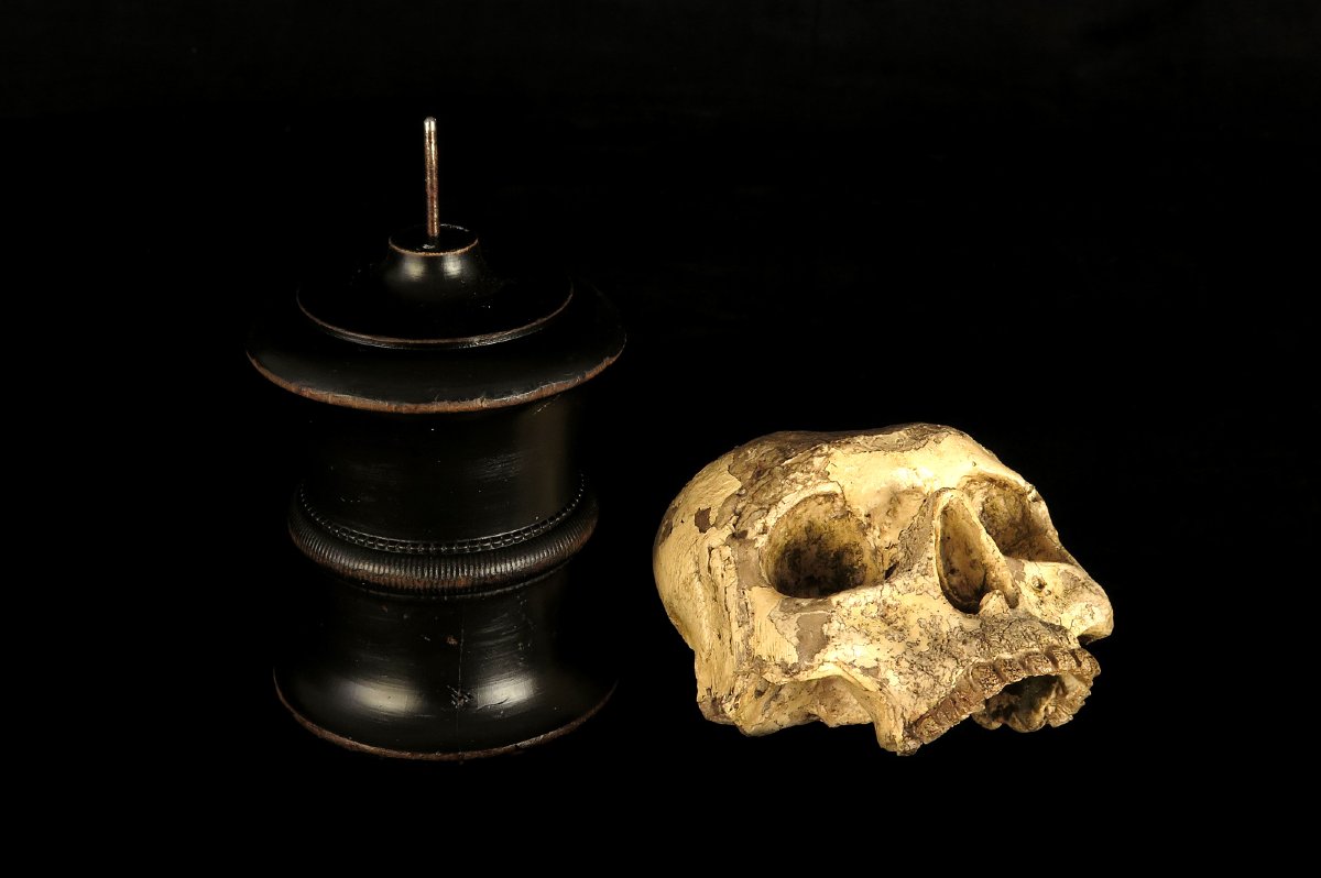 Antique Vanity Fragment, Sculpture Of A Skull, Circa 1800 / Memento Mori Cabinet Of Curiosities-photo-6