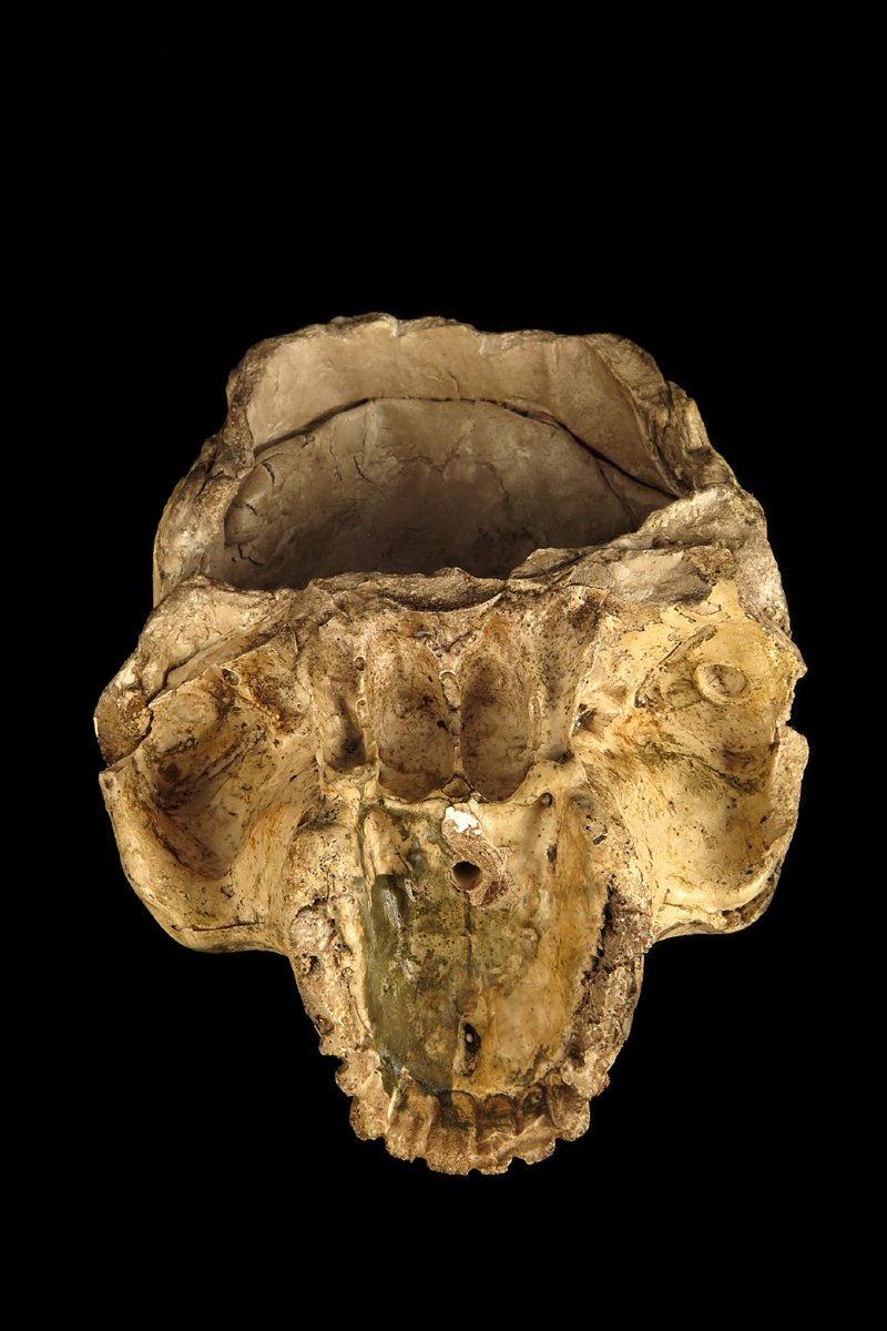 Antique Vanity Fragment, Sculpture Of A Skull, Circa 1800 / Memento Mori Cabinet Of Curiosities-photo-7