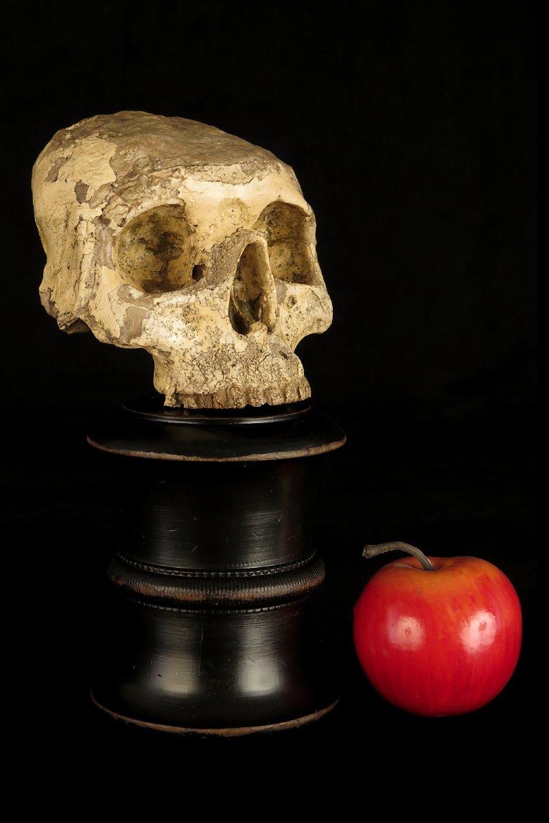 Antique Vanity Fragment, Sculpture Of A Skull, Circa 1800 / Memento Mori Cabinet Of Curiosities-photo-8