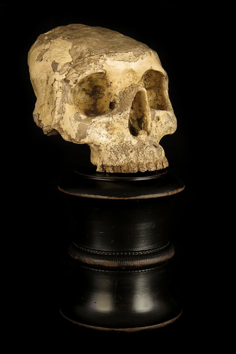 Antique Vanity Fragment, Sculpture Of A Skull, Circa 1800 / Memento Mori Cabinet Of Curiosities