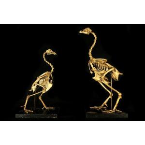 Rare Pair Of Old Osteological Mounts, Rooster Hen C.1880 / Tramond Paris Oddities