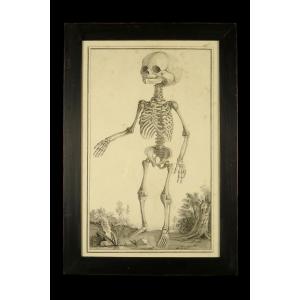 Antique Copper Engraving, Anatomy Of A Fetus Circa 1750 / Cabinet Of Curiosities Oddities