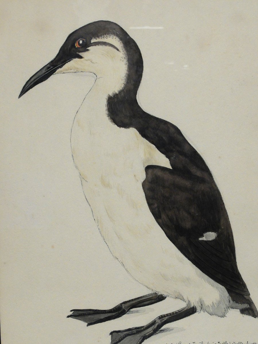 Louis Delapchier (1878-1959) - The Common Guillemot-photo-2