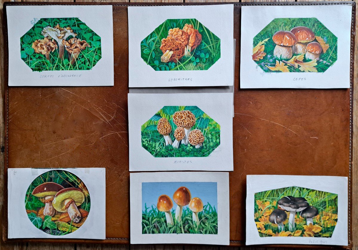 Set Of 7 Original Naturalist Plates In Gouache Forest Mushrooms-photo-2