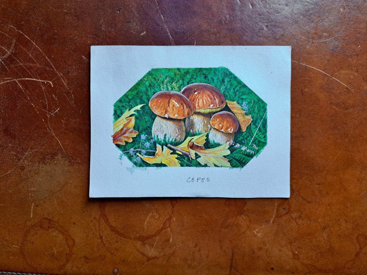 Set Of 7 Original Naturalist Plates In Gouache Forest Mushrooms-photo-3