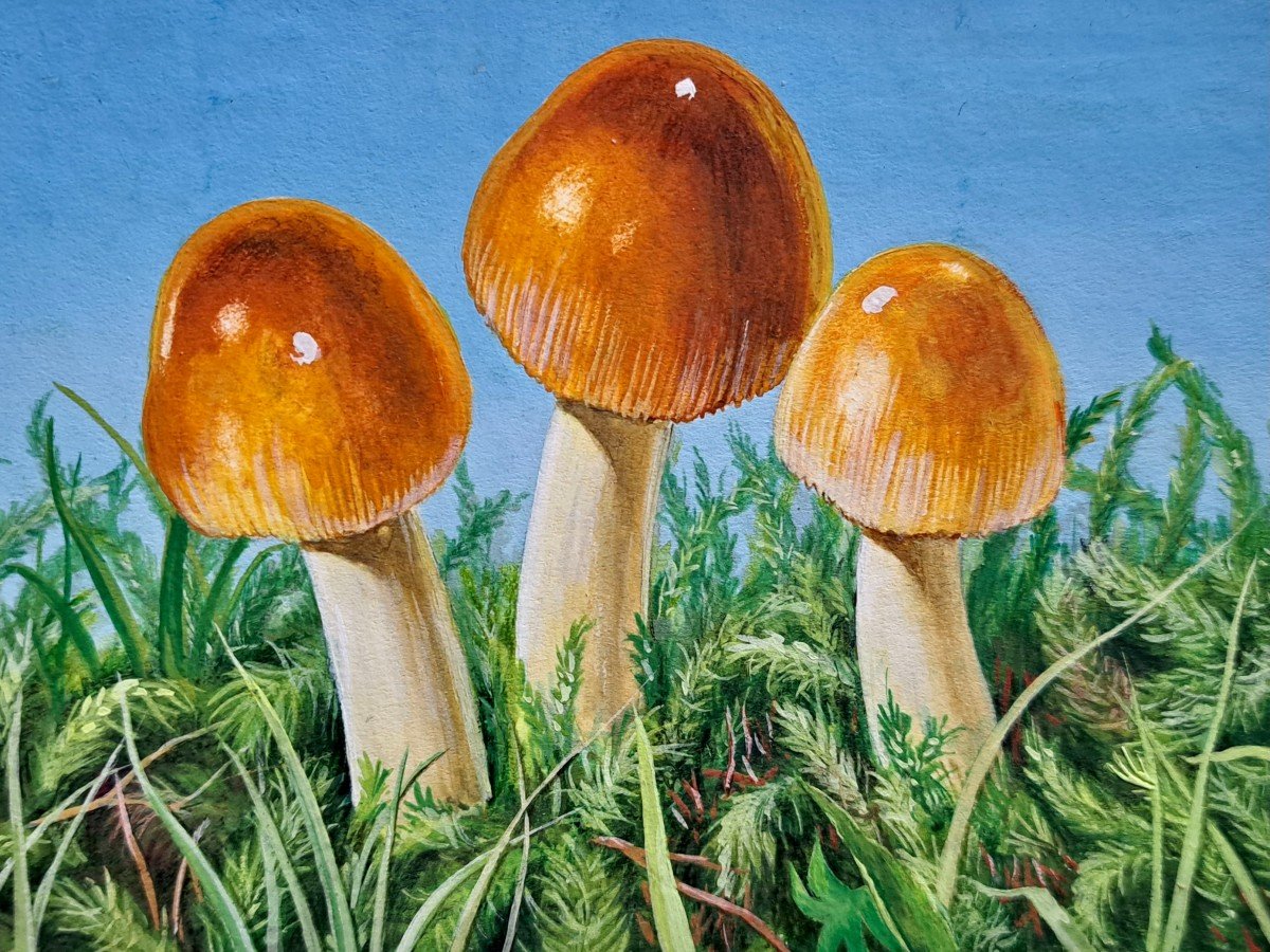 Set Of 7 Original Naturalist Plates In Gouache Forest Mushrooms