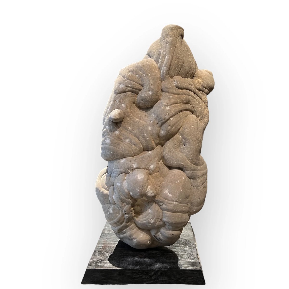 Complete Large Gogotte, Oligocene Period, France-photo-3