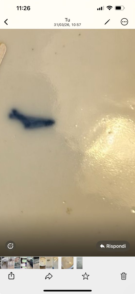 A Concave Porcelain Plate From The Locré Manufacture (1772-1824).-photo-2