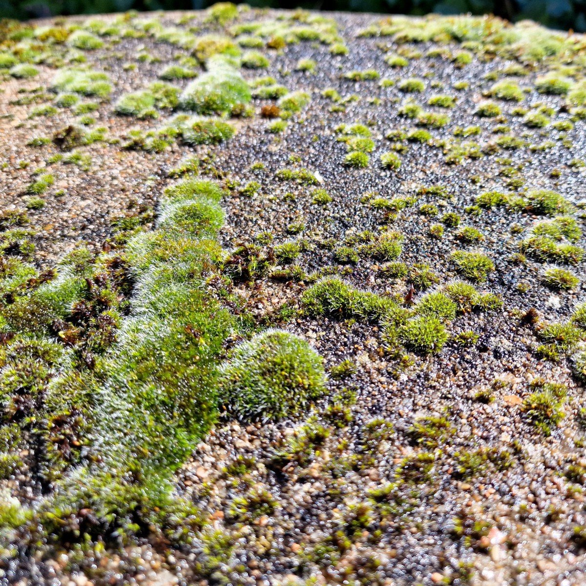 Mossy Faux Wood Table-photo-6