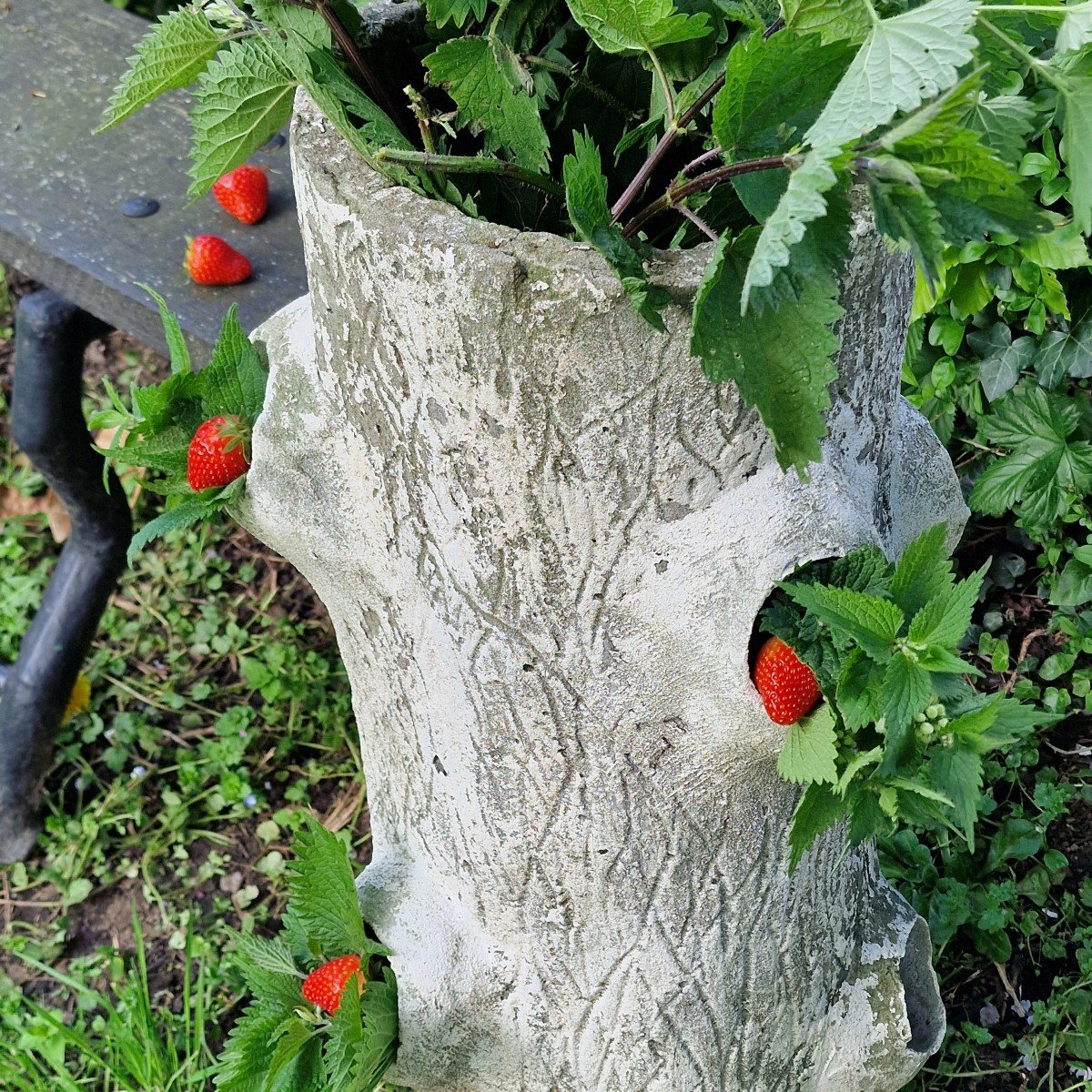 Faux Wood Strawberry Planter-photo-1