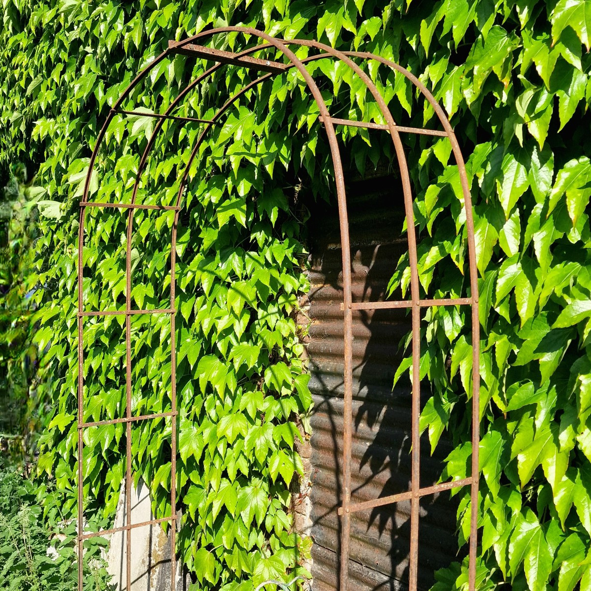 Un arc de rosier 19ième-photo-2