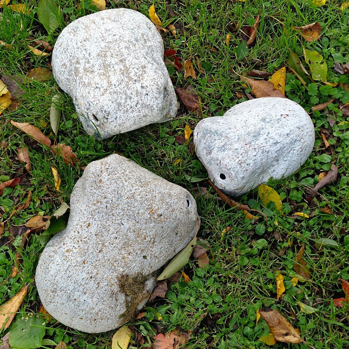 3 grenouilles de Taugourdeau-photo-4