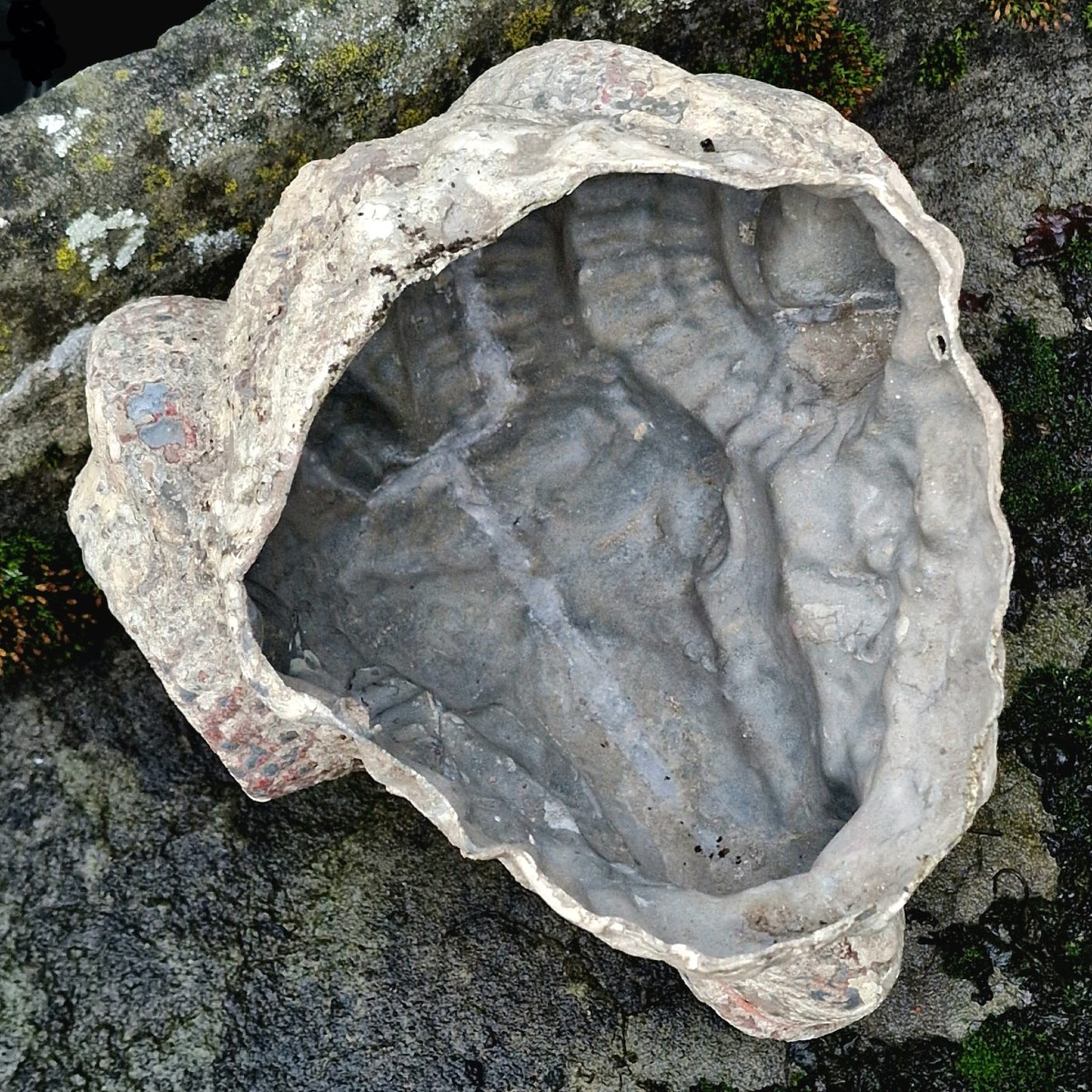 Zinc Ram's Head-photo-7