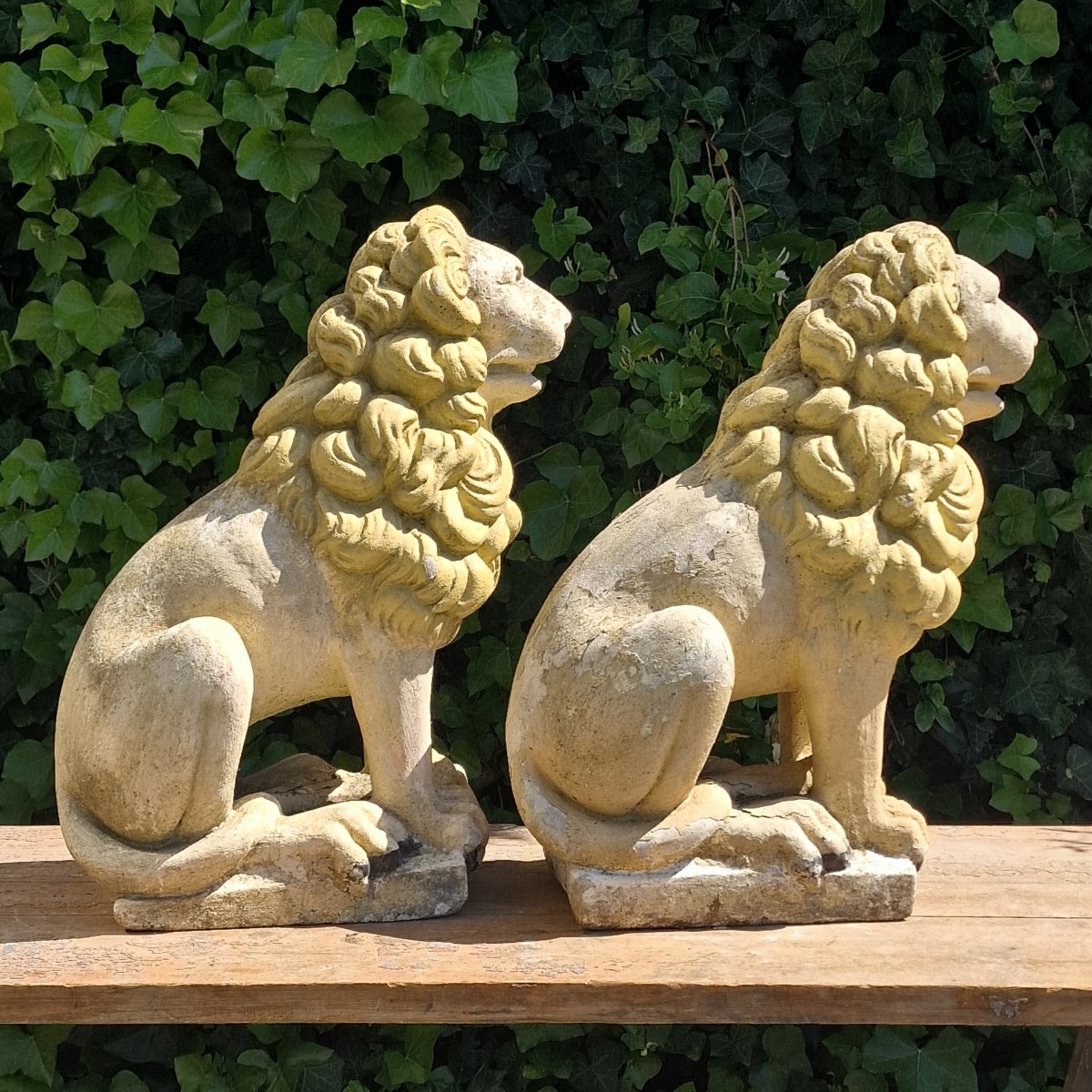 Pair Of Lions-photo-1