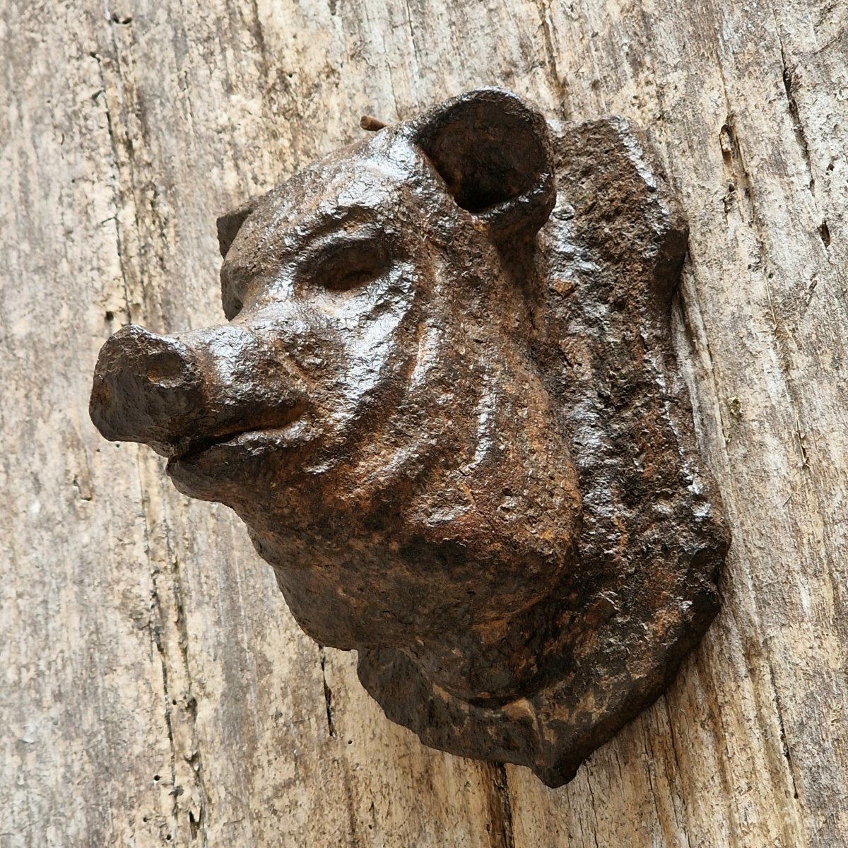 Small Cast Iron Pig's Head-photo-3