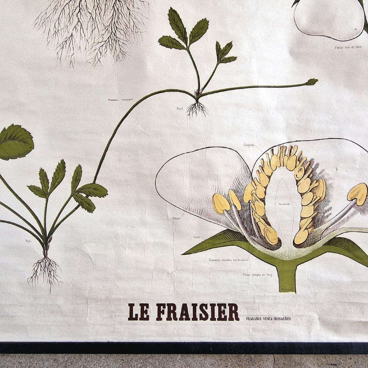 Affiche éducative "Le Fraisier"-photo-3