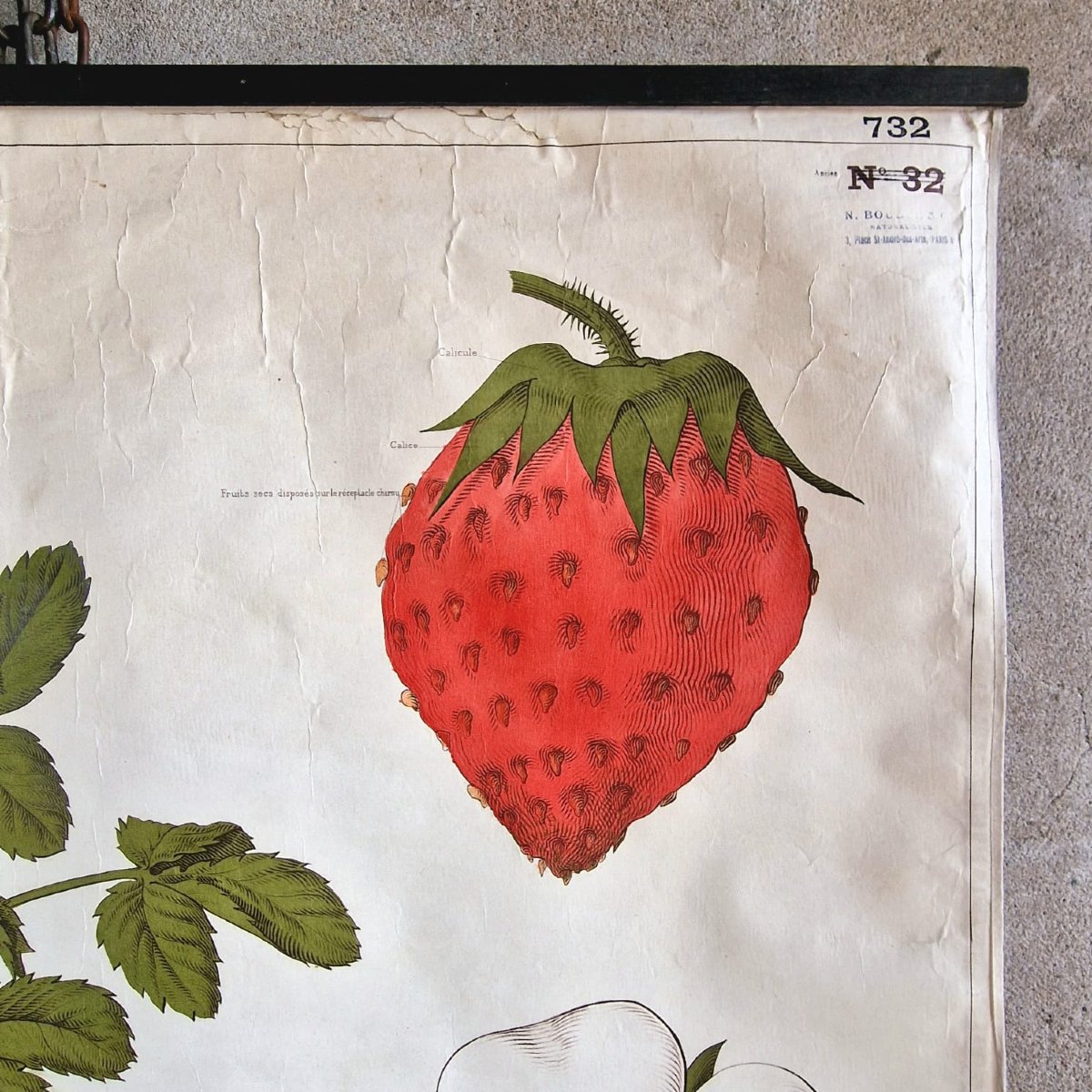 Affiche éducative "Le Fraisier"-photo-1