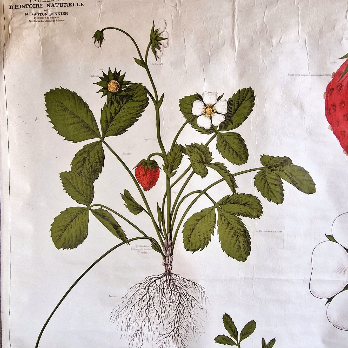 Affiche éducative "Le Fraisier"-photo-3