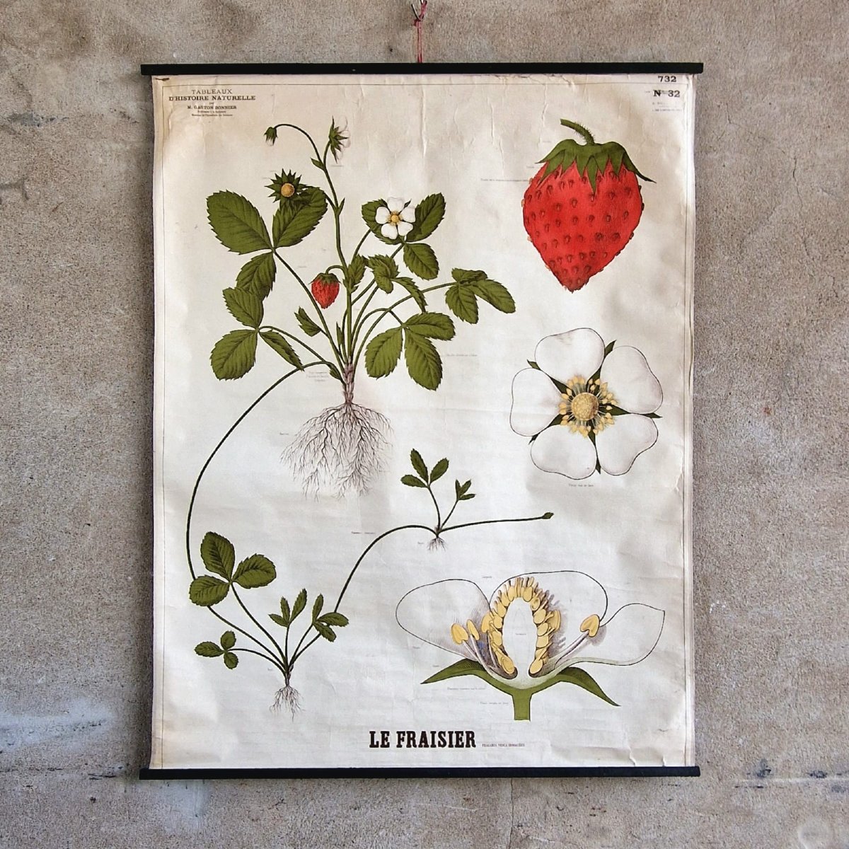 Affiche éducative "Le Fraisier"