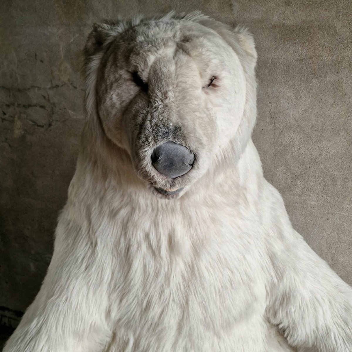 Xl Publicity Bear-photo-2