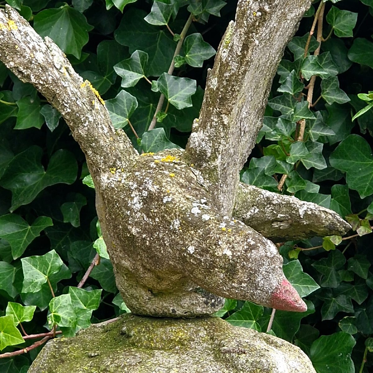 Giant Pigeon On A Tree Trunk-photo-2