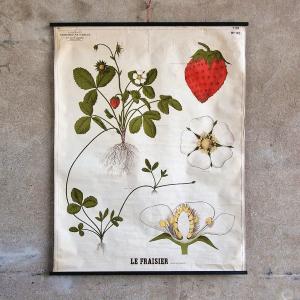 Affiche éducative "Le Fraisier"