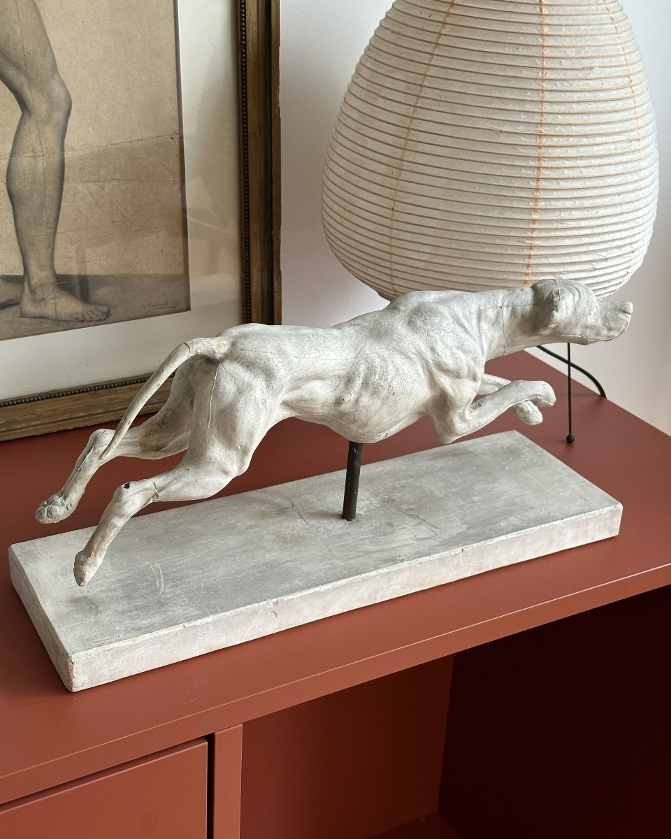 Lévrier en pleine course - Plâtre-photo-7