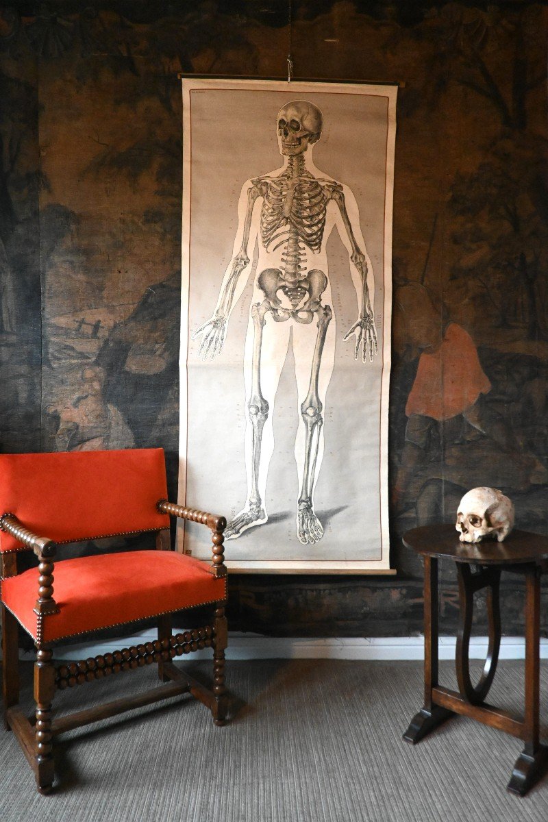 Large Anatomical Study, Human Skeleton-photo-2