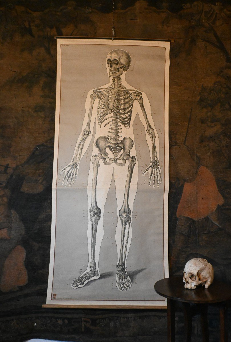 Large Anatomical Study, Human Skeleton