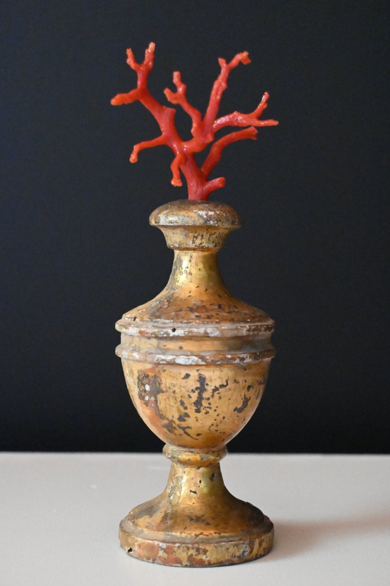 Corail rouge de Méditerranée