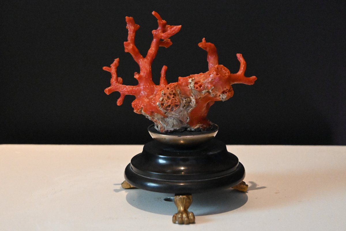 Branche de corail rouge de méditerranée-photo-2