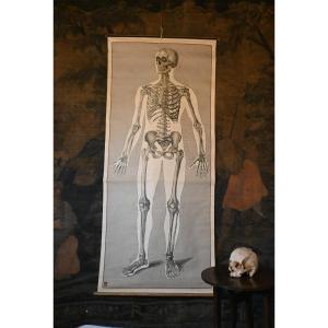 Grande Etude Anatomique, Squelette Humain