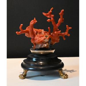 Branche de corail rouge de méditerranée