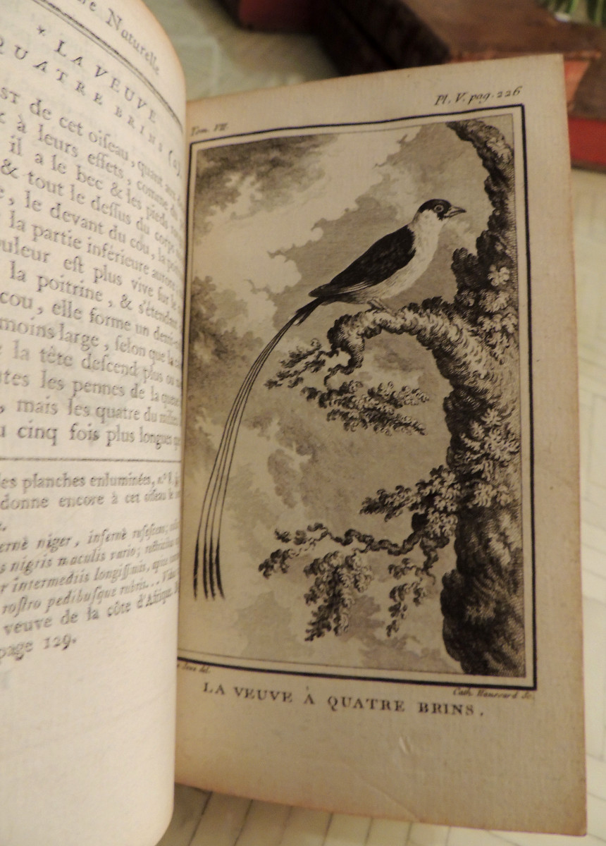 Natural History Of Birds, 10 Volumes, Published In Paris By The Royal Printing House, By M. Buffon, 18th Century-photo-1