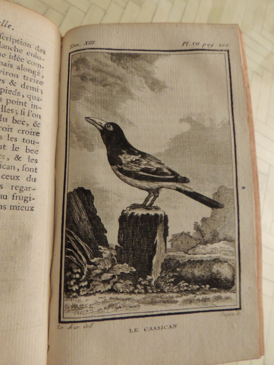 Natural History Of Birds, 10 Volumes, Published In Paris By The Royal Printing House, By M. Buffon, 18th Century-photo-3