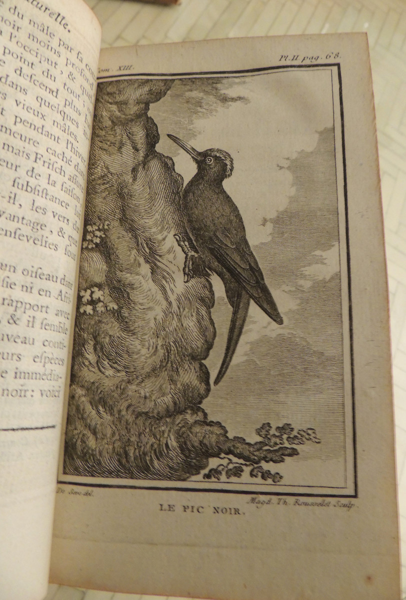 Natural History Of Birds, 10 Volumes, Published In Paris By The Royal Printing House, By M. Buffon, 18th Century-photo-4