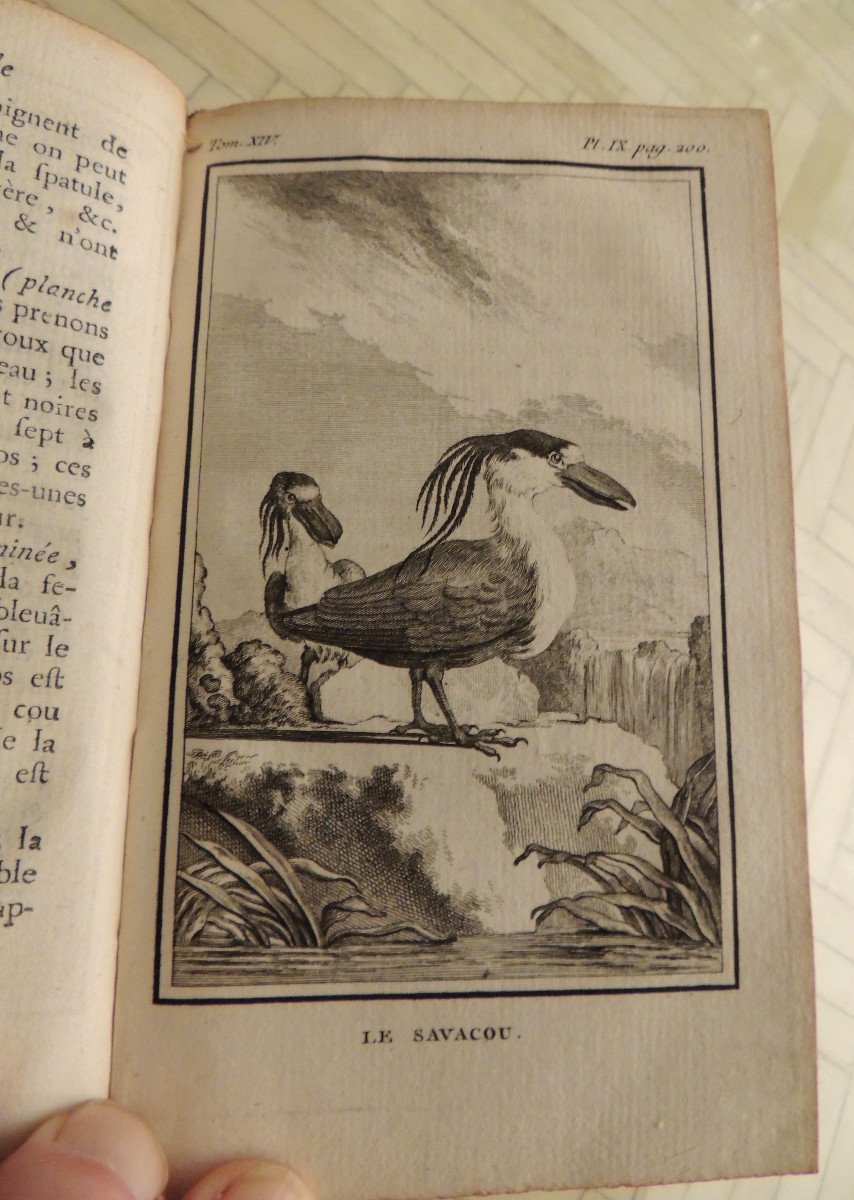 Natural History Of Birds, 10 Volumes, Published In Paris By The Royal Printing House, By M. Buffon, 18th Century-photo-5