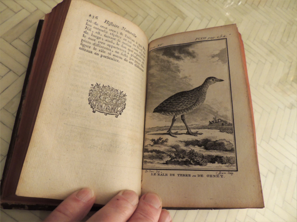Natural History Of Birds, 10 Volumes, Published In Paris By The Royal Printing House, By M. Buffon, 18th Century-photo-6